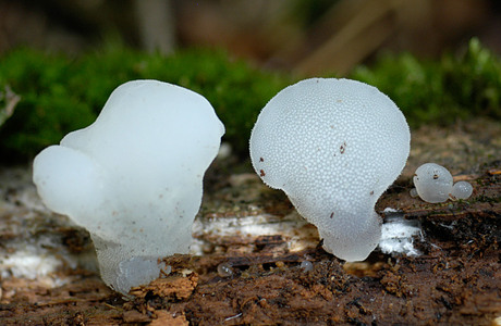Zitterzahn (Pseudohydnum gelatinosum ) - © Heinz Prelicz